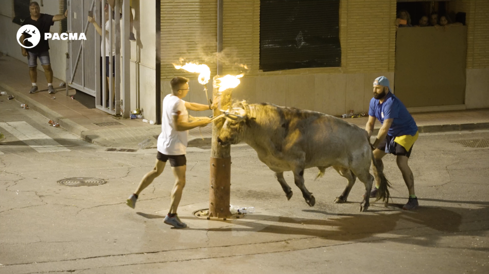 PACMA documenta el embolado de un toro en «shock» en Puzol: «fue sometido a un estrés excepcional»