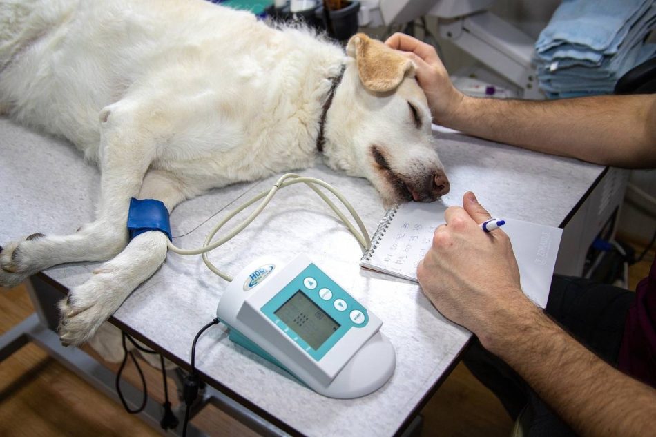 Demuestran el papel de las hormonas en la progresión de un tipo de cáncer de mama canino