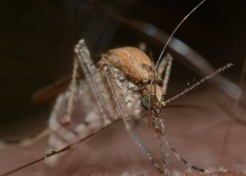 Elaboran mapas que predicen el riesgo de contraer la fiebre del Nilo Occidental