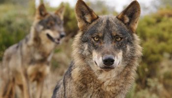 Ayuso, ignorante y matalobos: sus declaraciones ponen en peligro la supervivencia del lobo ibérico según PACMA