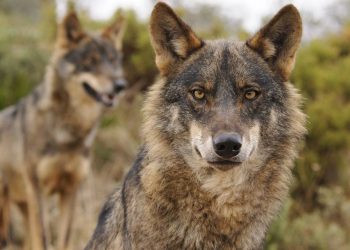 Europa se une para salvar al lobo con la campaña ‘Acción europea por los lobos’