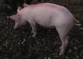 PACMA logra cancelar la subasta de un cerdo vivo en la Feria de la Matanza del Cerdo en Zarra