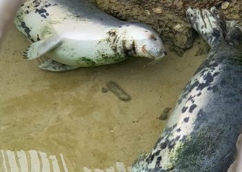 PACMA denuncia al Zoo de La Magdalena ante la Fiscalía de Cantabria