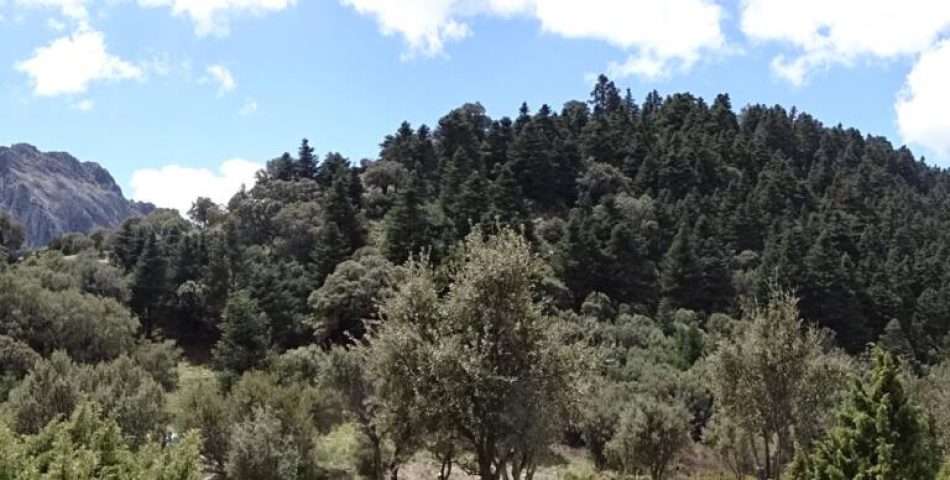 Ecologistas denuncia el nuevo modelo de uso público en el parque natural Sierra de Grazalema