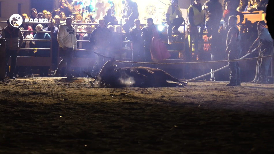 PACMA ataca por vía judicial al Toro Jubilo: un recurso podría paralizarlo como ya ocurrió con el Torneo del Toro de la Vega