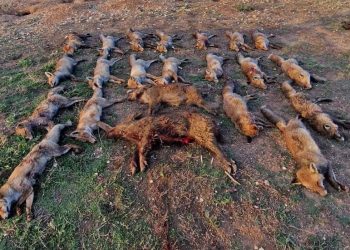 «Hemos limpiado el coto de alimañas»: cazadores se jactan de haber matado a 20 zorros en una sola cacería