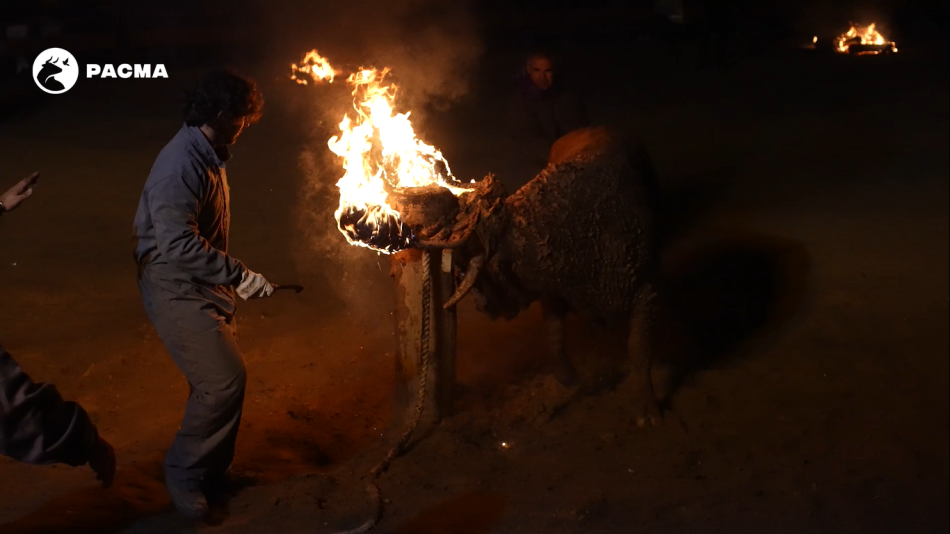 PACMA convoca una protesta contra el Toro Jubilo el mismo día en que se celebra en Medinaceli