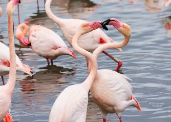 Protejamos a los flamencos de la Albufera