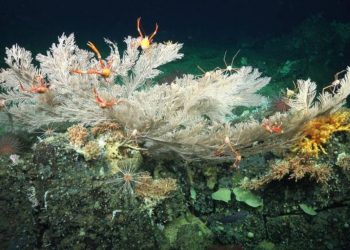 Descubren arrecifes de coral de aguas frías en estado prácticamente prístino en Galápagos