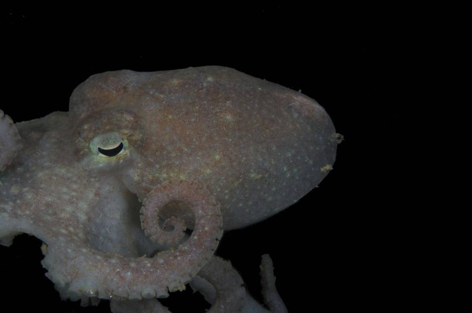 El ADN de este pulpo da pistas sobre el último colapso de la capa de hielo de la Antártida