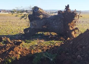 La pistachera del Jarama ya está arrancando árboles centenarios