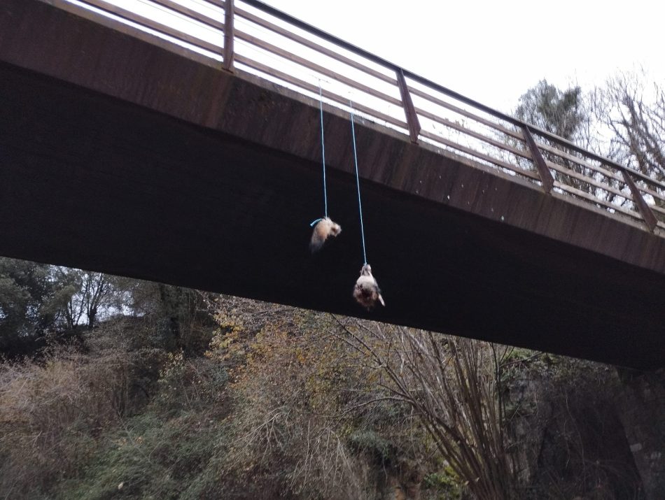 Alianza Verde exige a Marlaska que investigue y acabe con la impunidad de quienes decapitan lobos en Asturias