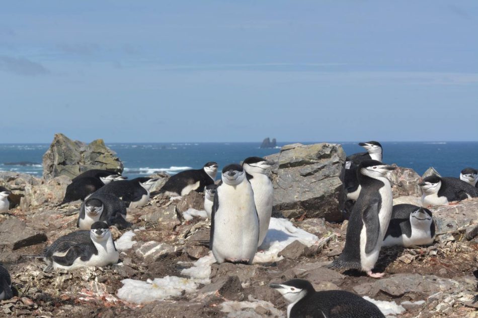 Los pingüinos barbijo duermen miles de veces al día durante segundos