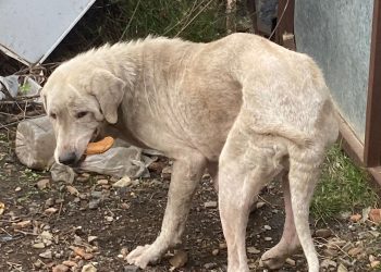 Muere uno de los cuatro perros del desguace de Peñarroya-Pueblonuevo al llegar al veterinario tras ser decomisado por una denuncia de PACMA