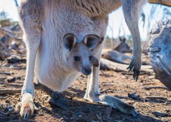 «Los canguros no son zapatos»: PACMA se une a las protestas de Animal Justice Party contra Adidas por el uso de estas pieles