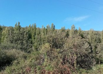 El Ayuntamiento de Miraflores de la Sierra (Madrid) consuma el arboricidio del área recreativa de la Fuente del Cura