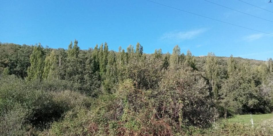El Ayuntamiento de Miraflores de la Sierra (Madrid) consuma el arboricidio del área recreativa de la Fuente del Cura