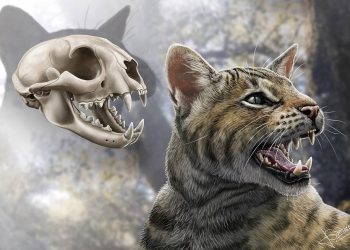 Descubren un nuevo felino que habitó Madrid en el Mioceno: ‘Magerifelis peignei’