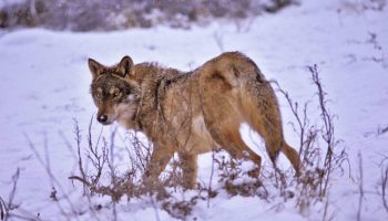 El Congreso traiciona al lobo: PACMA pide a PNV y Junts que no apoyen la eliminación de su protección al norte del Duero