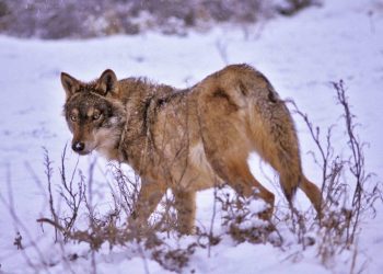 El Congreso traiciona al lobo: PACMA pide a PNV y Junts que no apoyen la eliminación de su protección al norte del Duero