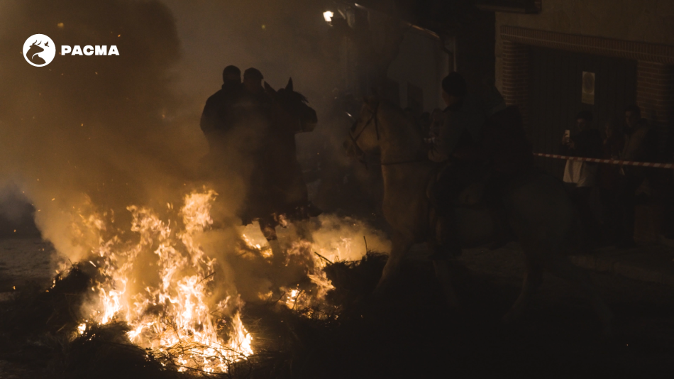 PACMA denuncia maltrato a los caballos durante las Luminarias de San Bartolomé de Pinares