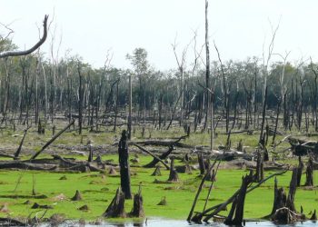 Hasta el 47 % de la Amazonia podría colapsar y desaparecer en 2050