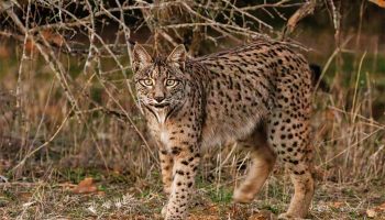 Ecologistas en Acción de Extremadura muestra su satisfacción por la sentencia de la audiencia provincial que confirma la dictada en el caso del lince abatido en Don Benito