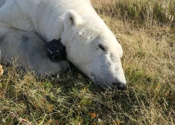 Los osos polares, en riesgo de morir de hambre por veranos más largos