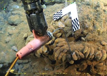 Revelada la capacidad de adaptación de la fauna hidrotermal de aguas profundas