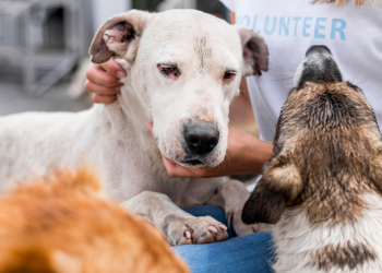 Di adiós a tu mascota de la manera más bella posible