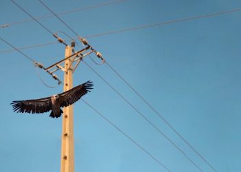 SOS Tendidos Eléctricos reclama con urgencia al MITECO una nueva normativa sobre tendidos eléctricos y aves a la que se comprometió