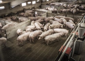 La contaminación por nitratos de fuentes agrarias y ganaderas deja sin agua a más de 200.000 personas