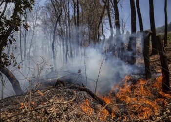 México reporta incendios forestales en decenas de miles de hectáreas