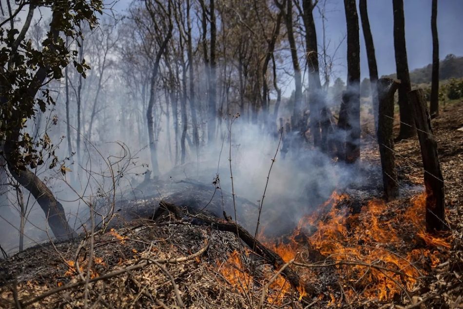 México reporta incendios forestales en decenas de miles de hectáreas