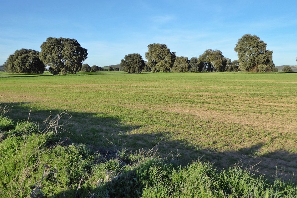 Sí a la Tierra Viva pide responsabilidad institucional a la Consejería de Desarrollo Sostenible y advierte que judicializará el proyecto de Quantum Minería para buscar tierras raras en Ciudad Real si la Junta de Castilla-La Mancha lo autoriza