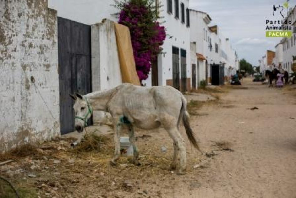 PACMA denuncia una mula y tres caballos muertos solo tres días después del comienzo de la peregrinación a El Rocío