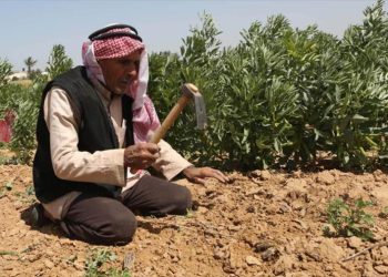 Informe: Israel destruyó el 75 % de las tierras agrícolas de Gaza