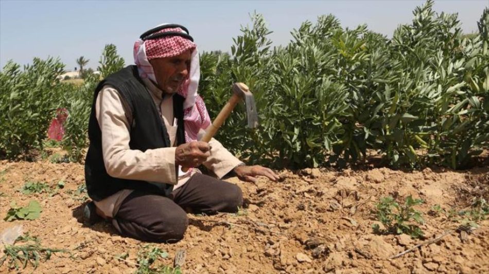 Informe: Israel destruyó el 75 % de las tierras agrícolas de Gaza