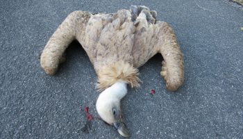 La Fiscalía denuncia el veneno a la fauna en la Coordillera Cantábrica