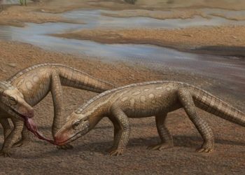 Descubierto en Brasil un pequeño reptil depredador del Triásico parecido al cocodrilo