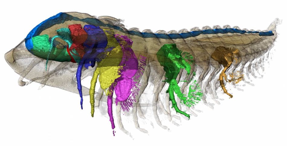 Trilobites sepultados por cenizas volcánicas revelan su anatomía en 3 D