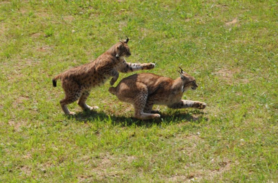 El lince ibérico ya no está en peligro de extinción