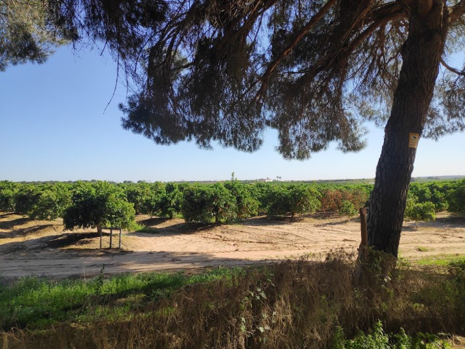 Ecologistas en Acción solicita nulidad de actuaciones en Finca Aljóbar en Aznalcázar (Sevilla)