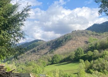 Urgen a parar las talas de decenas de miles de Castaños en Caso (Asturias) en el parque de Redes