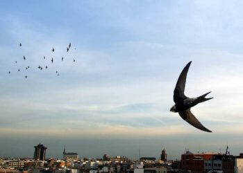 Solicitan al Ayuntamiento de Madrid mayor protección para la fauna silvestre urbana