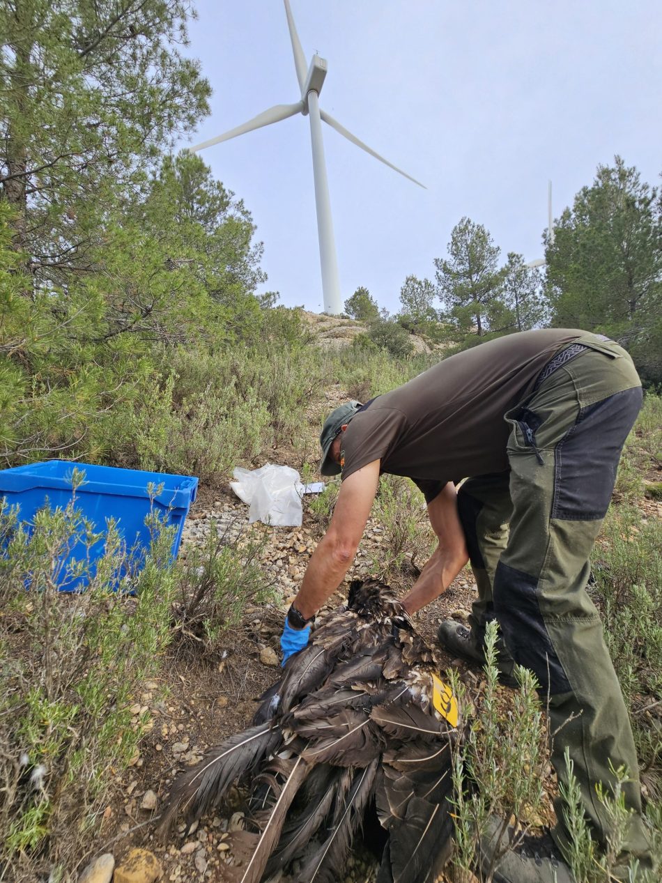 Cuatro fundaciones de protección de la naturaleza reclaman la prohibición de parques eólicos en espacios de alto valor ambiental