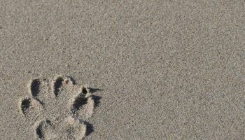 PACMA quiere más playas para perros para fomentar el «turismo canino»