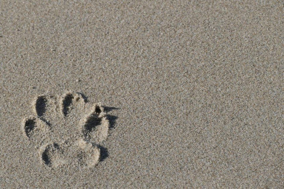 PACMA quiere más playas para perros para fomentar el «turismo canino»