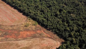 Urge que el gobierno tramita la ley de productos libres de deforestación