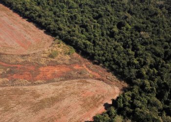 Urge que el gobierno tramita la ley de productos libres de deforestación